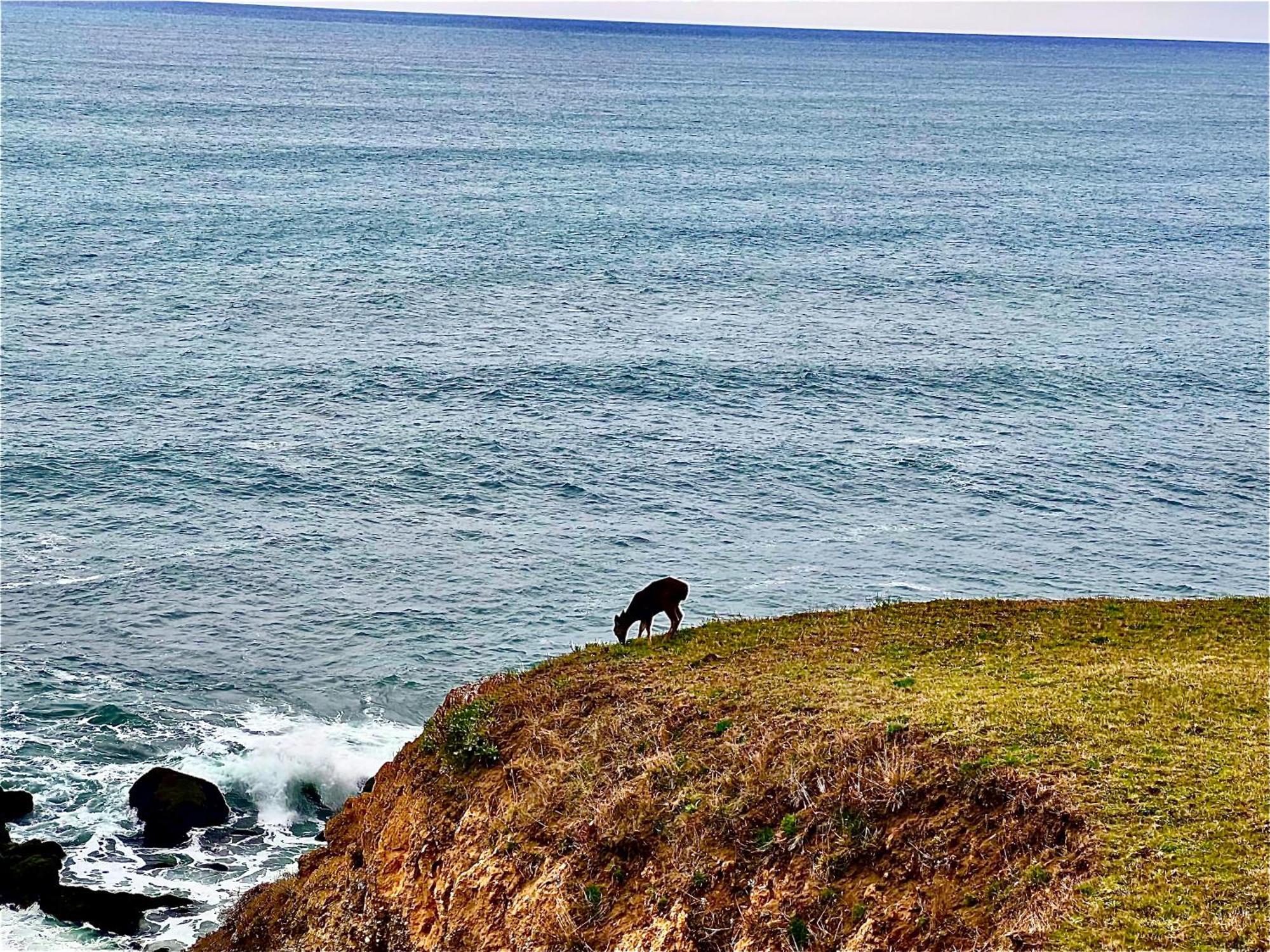 Inn Of The Lost Coast Shelter Cove Kültér fotó